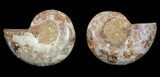 Cut & Polished, Agatized Ammonite Fossil - Jurassic #53842-1